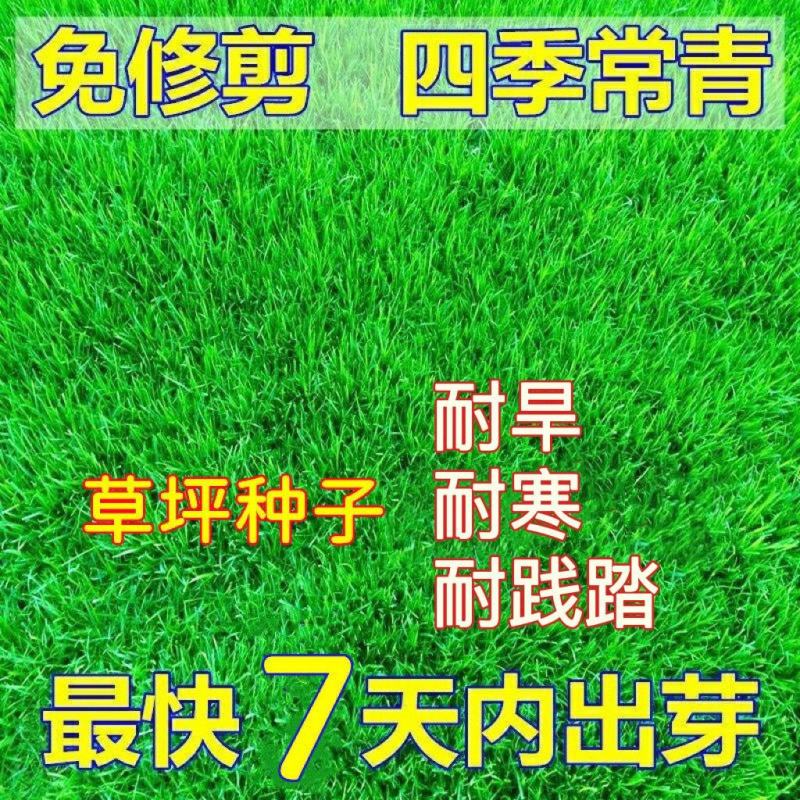 （实力供货）草坪种子各种规格园林绿化种子易成活量大优惠