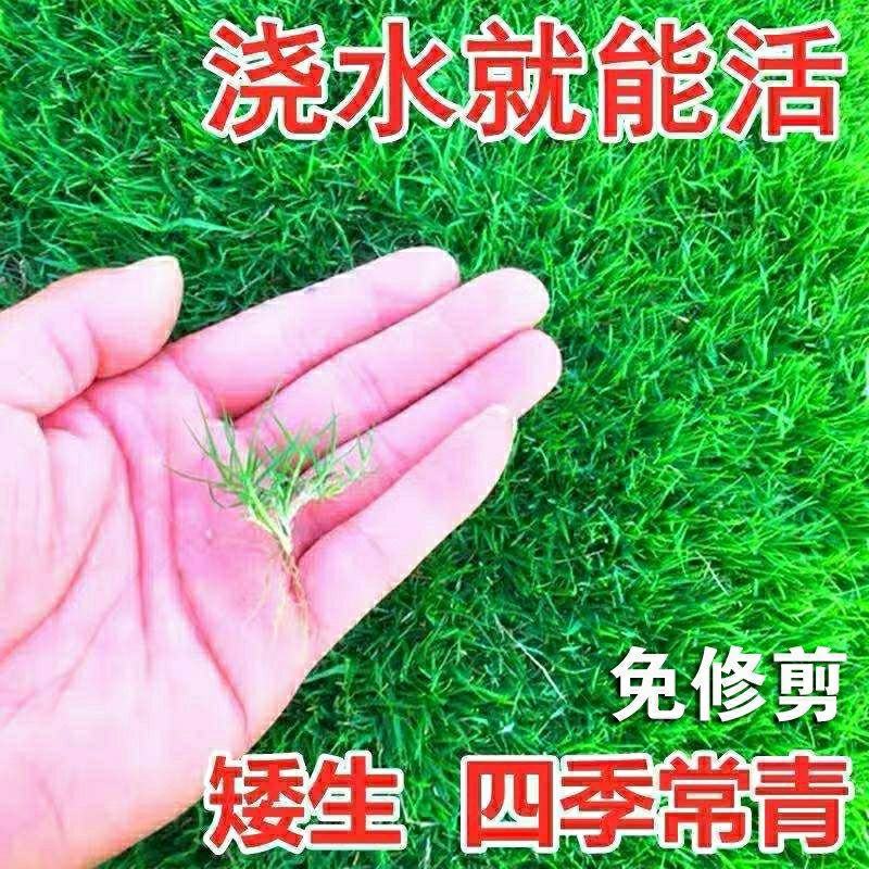 （实力供货）草坪种子各种规格园林绿化种子易成活量大优惠