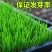（实力供货）草坪种子各种规格园林绿化种子易成活量大优惠