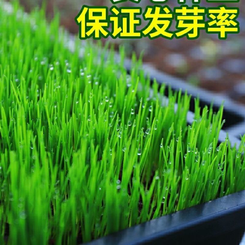 （实力供货）草坪种子各种规格园林绿化种子易成活量大优惠