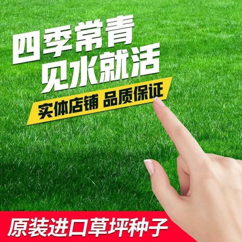 （实力供货）草坪种子各种规格园林绿化种子易成活量大优惠