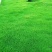 （实力供货）草坪种子各种规格园林绿化种子易成活量大优惠