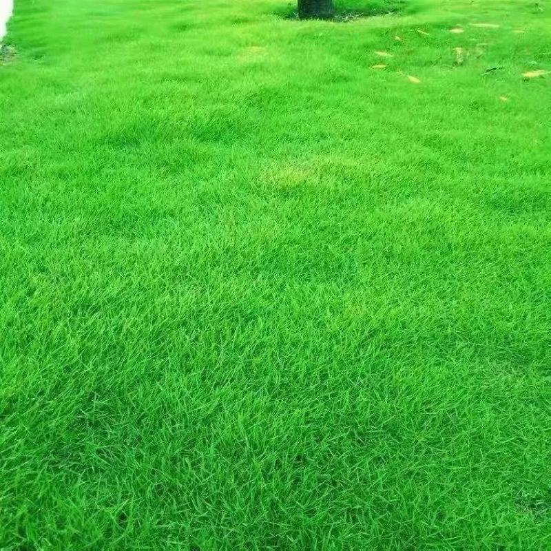（实力供货）草坪种子各种规格园林绿化种子易成活量大优惠
