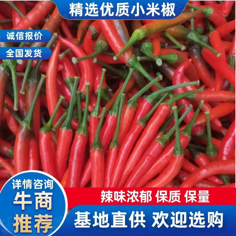 河南，小米椒，艳红，朝天椒，线椒，产地直供。一手货源。