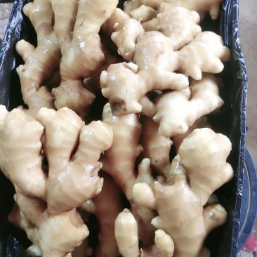 姜种，山东大黄姜山东生姜价格，全国发货，产地直销