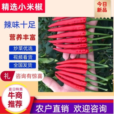 河南（出口），艳红，小米椒~线椒泡脚，5～10厘米，特辣