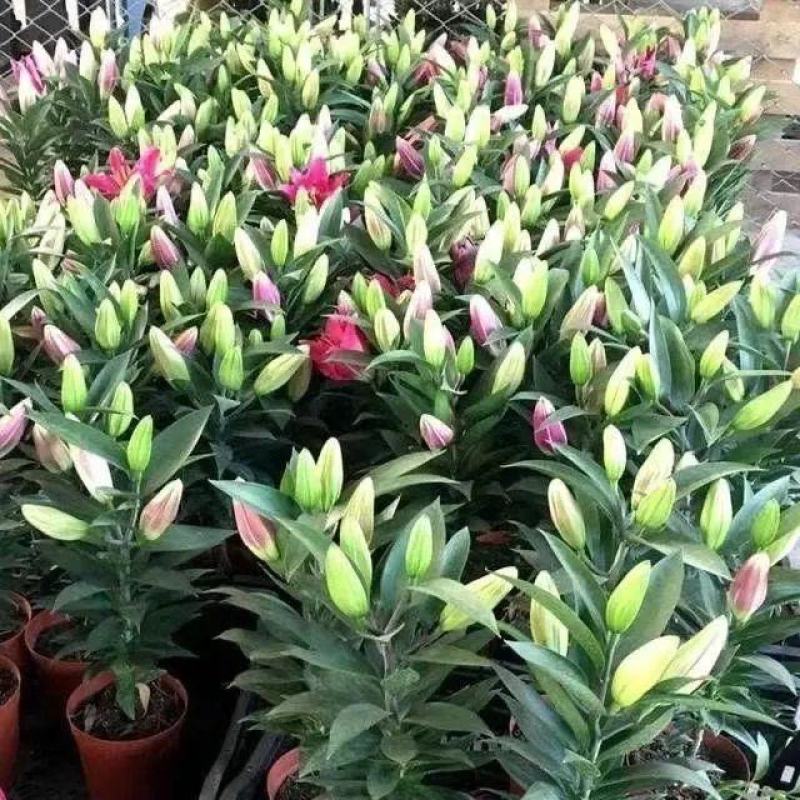 进口香水百合种球大重瓣四季开花室内盆栽观花植物冬季好养活