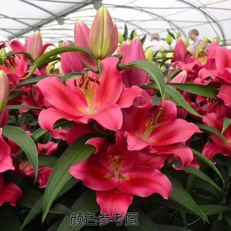 进口香水百合种球大重瓣四季开花室内盆栽观花植物冬季好养活