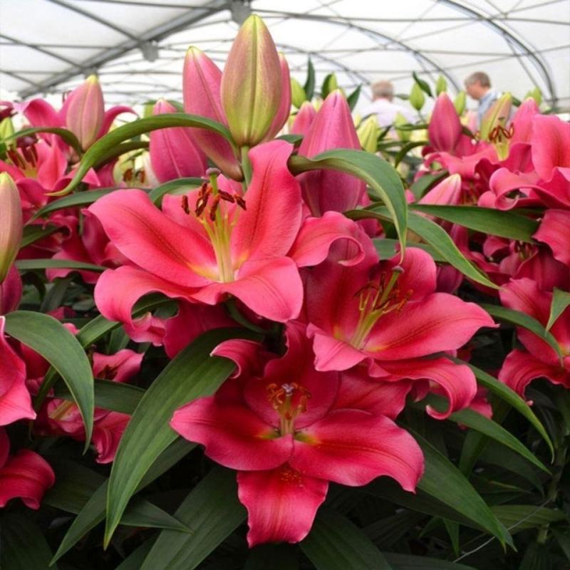 进口香水百合种球大重瓣四季开花室内盆栽观花植物冬季好养活