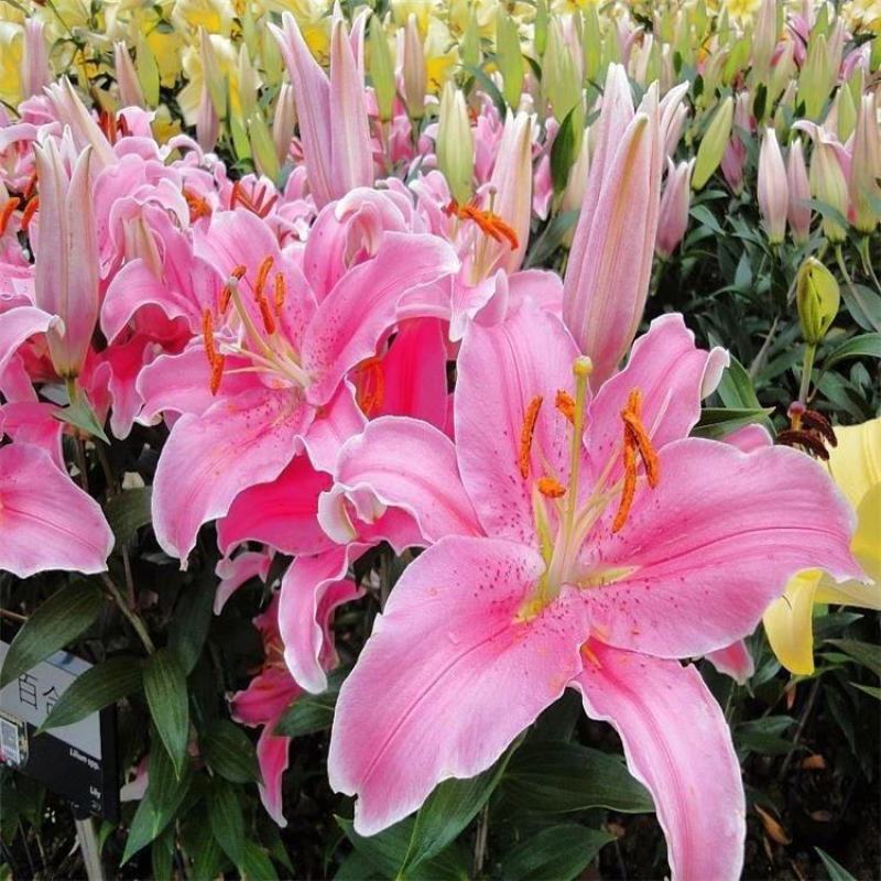 进口香水百合种球大重瓣四季开花室内盆栽观花植物冬季好养活