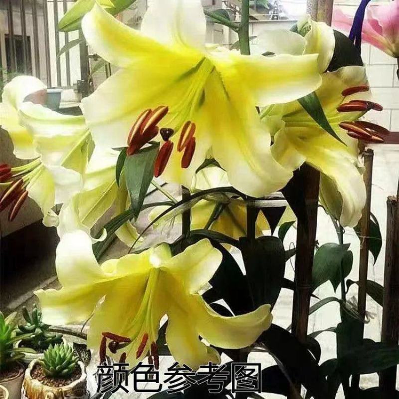 进口香水百合种球大重瓣四季开花室内盆栽观花植物冬季好养活