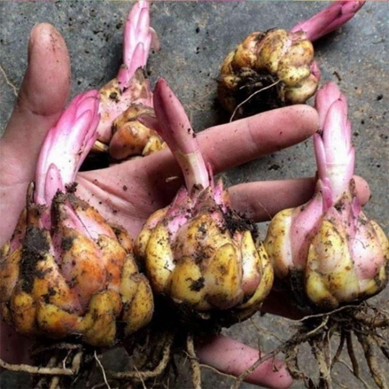 进口香水百合种球大重瓣四季开花室内盆栽观花植物冬季好养活
