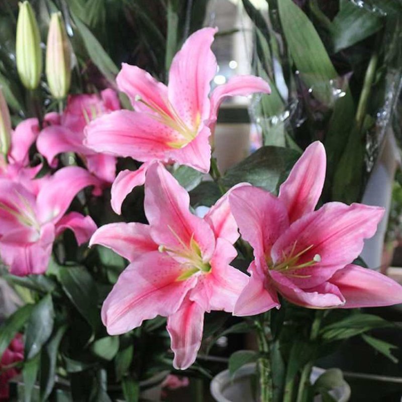 进口香水百合种球大重瓣四季开花室内盆栽观花植物冬季好养活