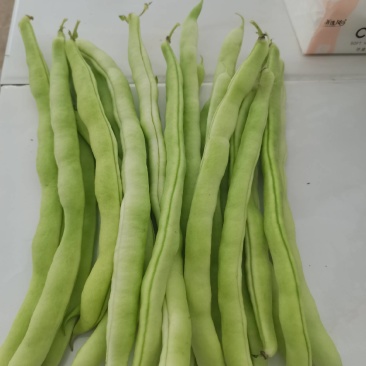 又白又长的白条芸豆大量收购，有需要的老板通过平台可以联系