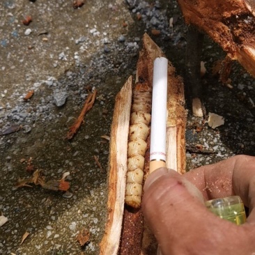 材虫水麻材虫一只5块