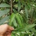 材虫水麻材虫一只5块