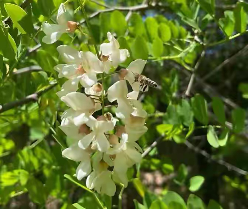 【槐花蜜】蜂蜜，槐花蜜自产自销批发零售长年供应
