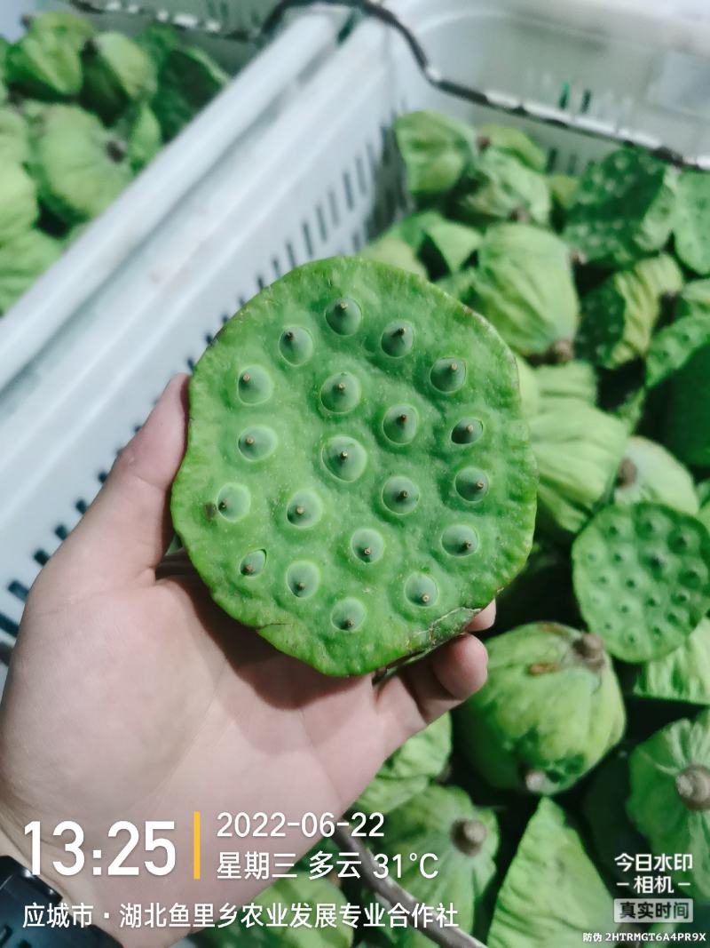 全国一件代发新鲜莲蓬现摘湖北莲蓬冰袋保鲜袋发货
