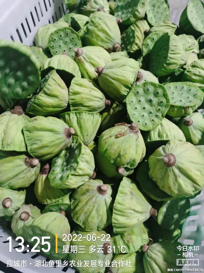 全国一件代发新鲜莲蓬现摘湖北莲蓬冰袋保鲜袋发货