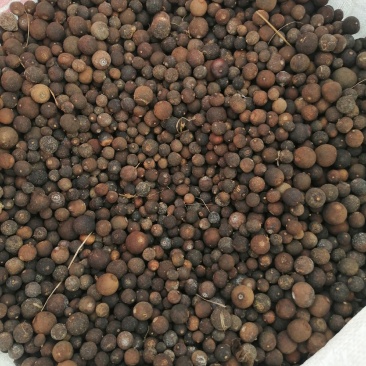 枳实，湖南麻阳冰糖橙枳实，中药果实，落地果大量供应