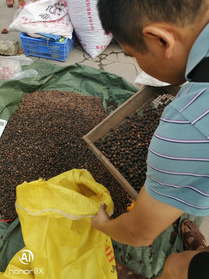 枳实，湖南麻阳冰糖橙枳实，中药果实小橙子，落地果大量供应