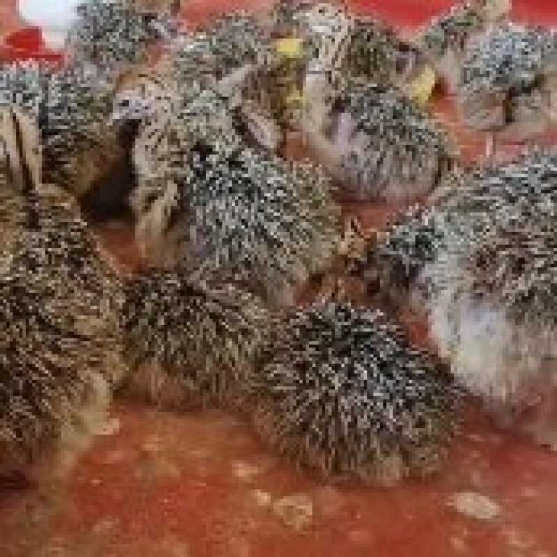 优质非洲鸵鸟幼苗，1-3个月鸵鸟苗价格便宜，提供养殖技术