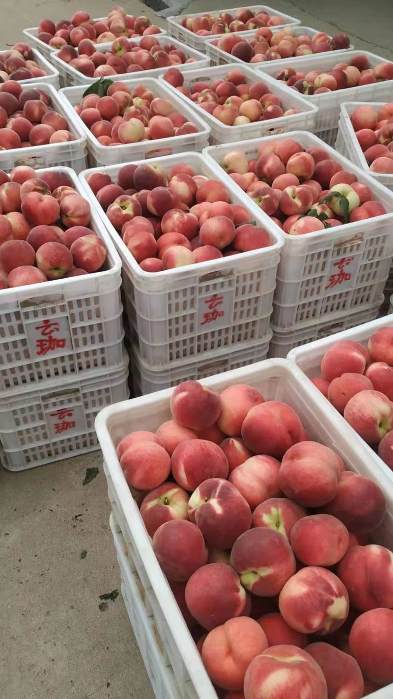 【热卖】鲁红618毛桃大量上市山东产地直销品类多规格可选