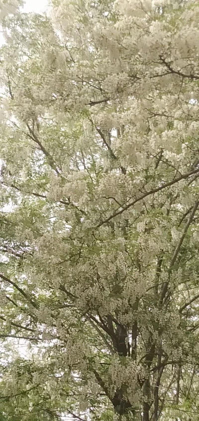 蜂蜜荆条花蜜欢迎各位老板前来采购当天下单当天发货。