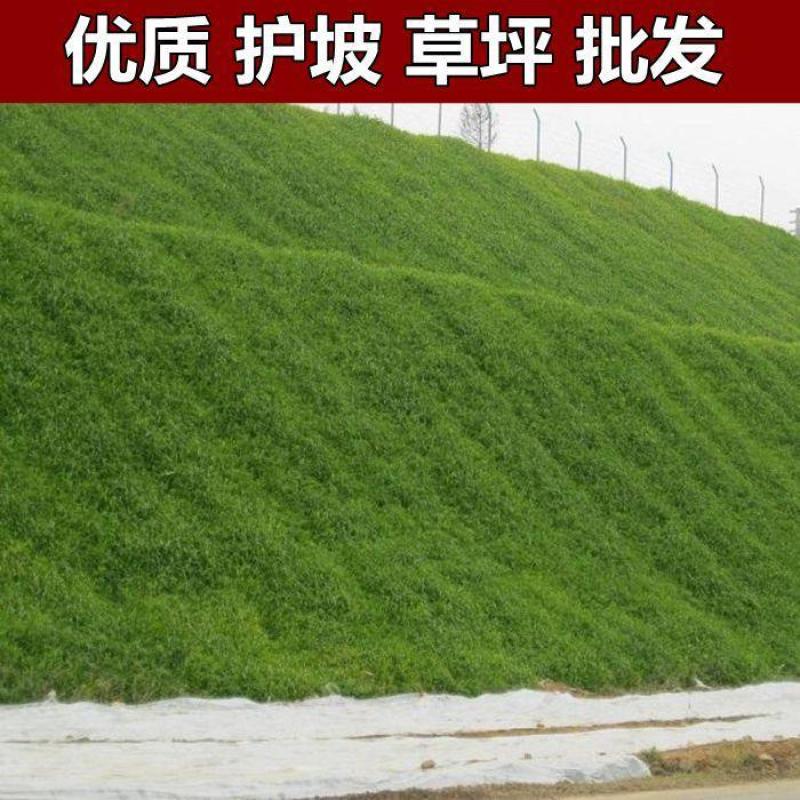 狗牙根草坪种子匍匐茎种籽四季常青护坡固土草籽耐旱耐践