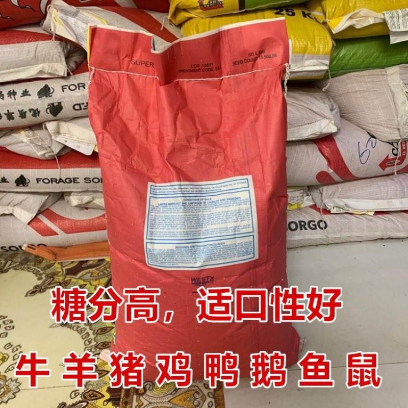 高丹草种子苏丹草种子四季牧草种子牛羊饲料鱼草籽量大优惠