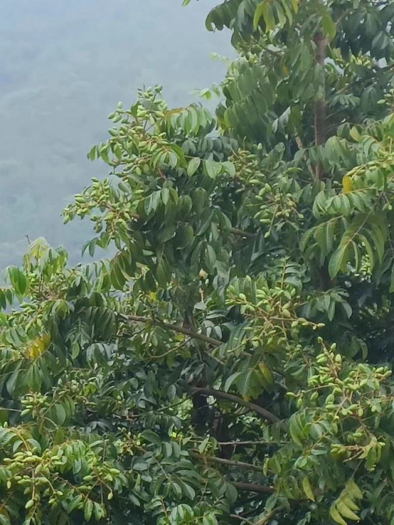 【牛商推荐】精品福建橄榄，产地发货中，货源充足