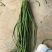 抚宁豇豆大量上市，条长，色正，直流，无虫眼，欢迎选购