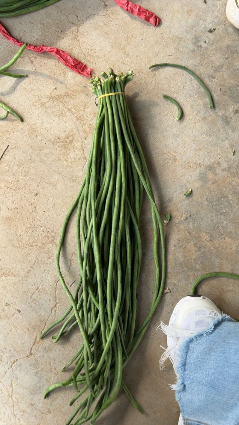 抚宁豇豆大量上市，条长，色正，直流，无虫眼，欢迎选购