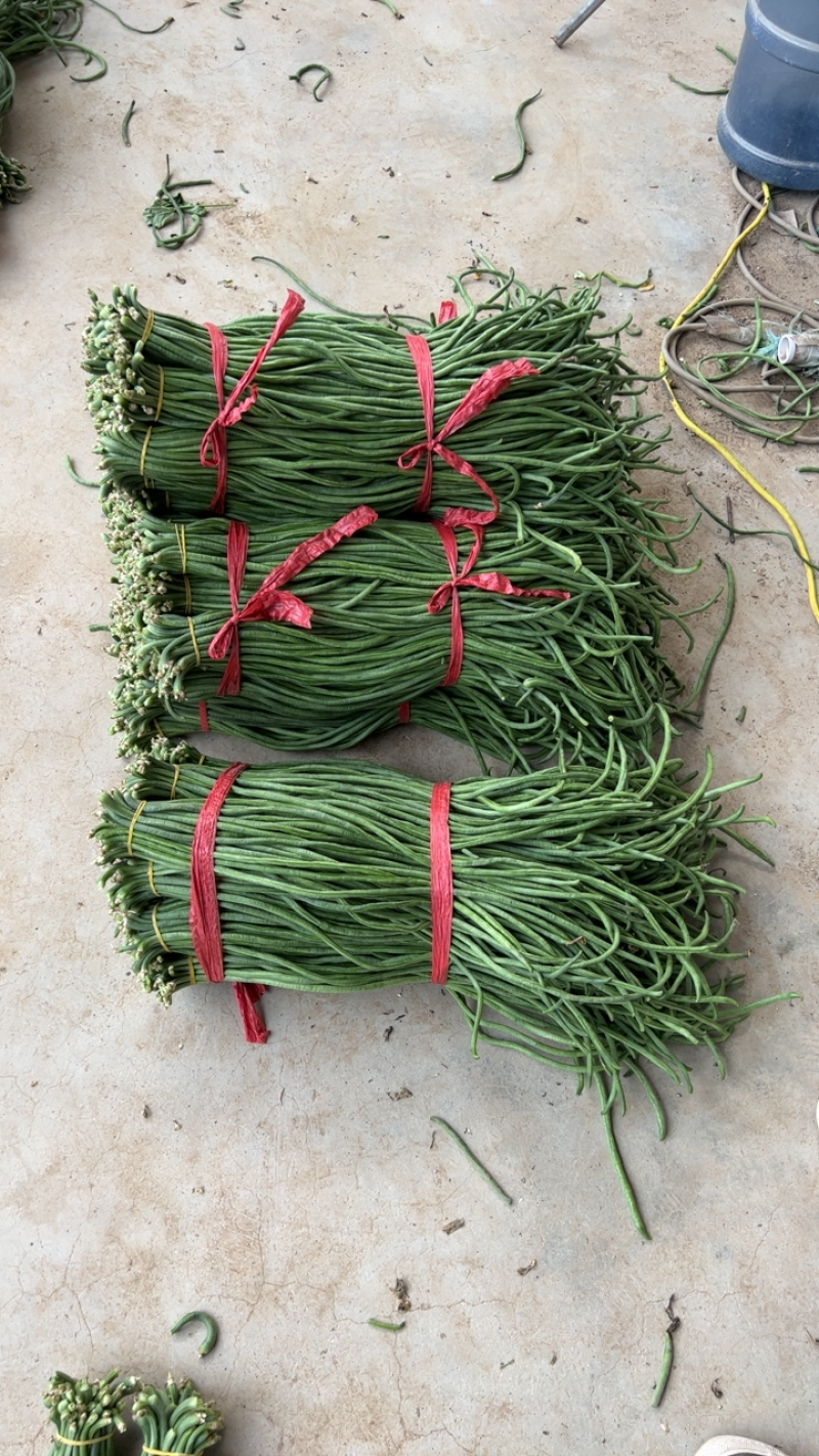 抚宁豇豆大量上市，条长，色正，直流，无虫眼，欢迎选购