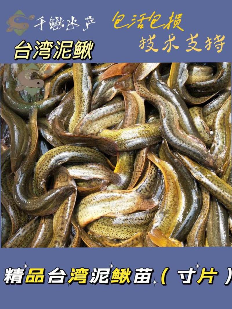 台湾泥鳅苗（寸片）池塘直销生长速度快产量高