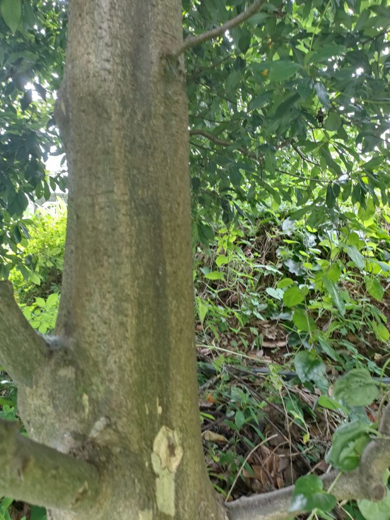 老茶树。。。。。。。。。。。。。。。。。。。。。。