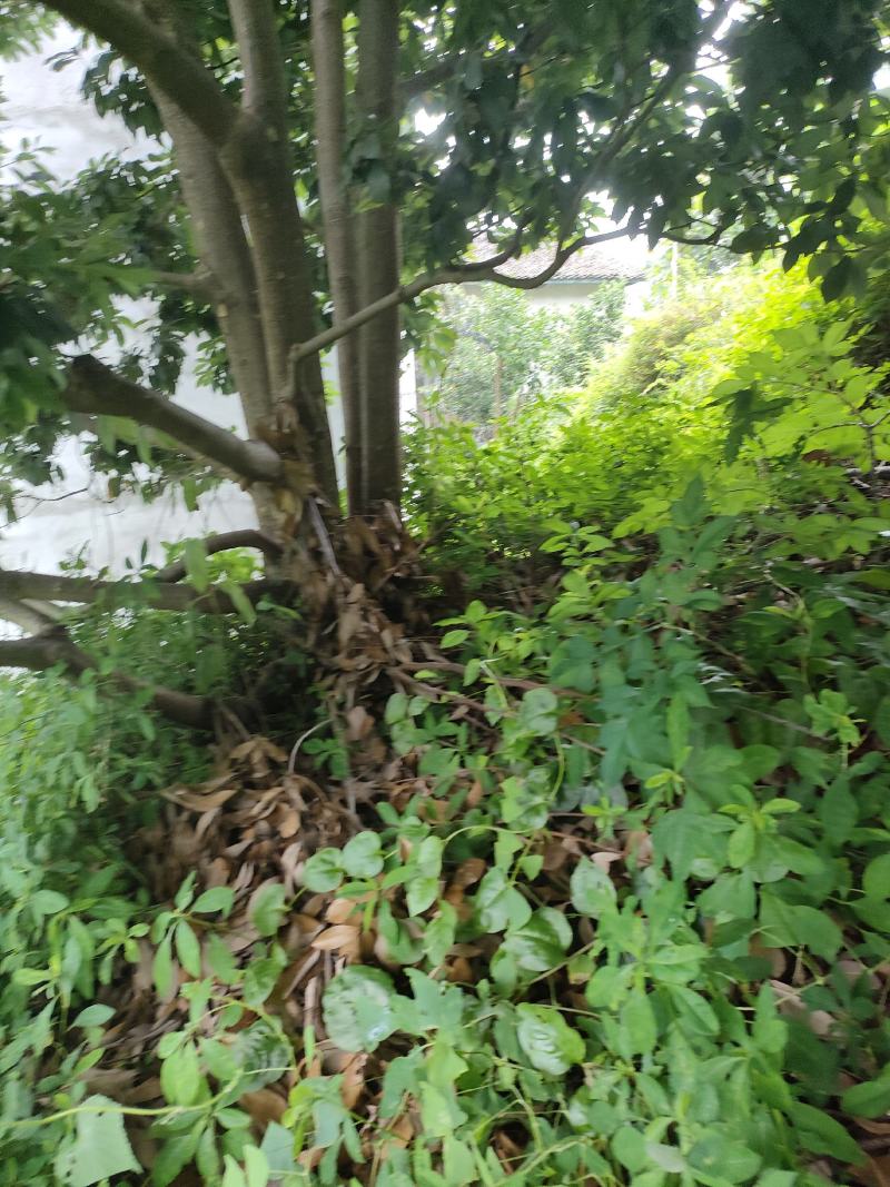 老茶树。。。。。。。。。。。。。。。。。。。。。。