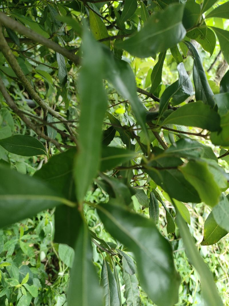 老茶树。。。。。。。。。。。。。。。。。。。。。。