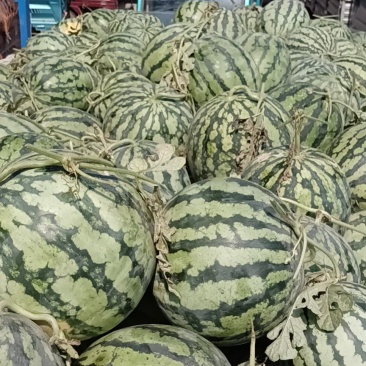 黑美人西瓜，新超人，美都，龙卷风现以大量上市