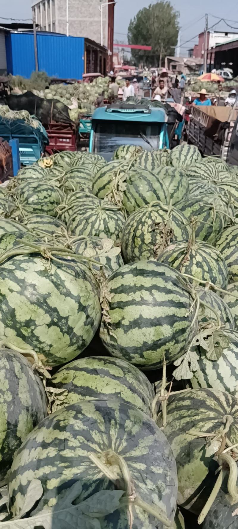 黑美人西瓜，新超人，美都，龙卷风现以大量上市
