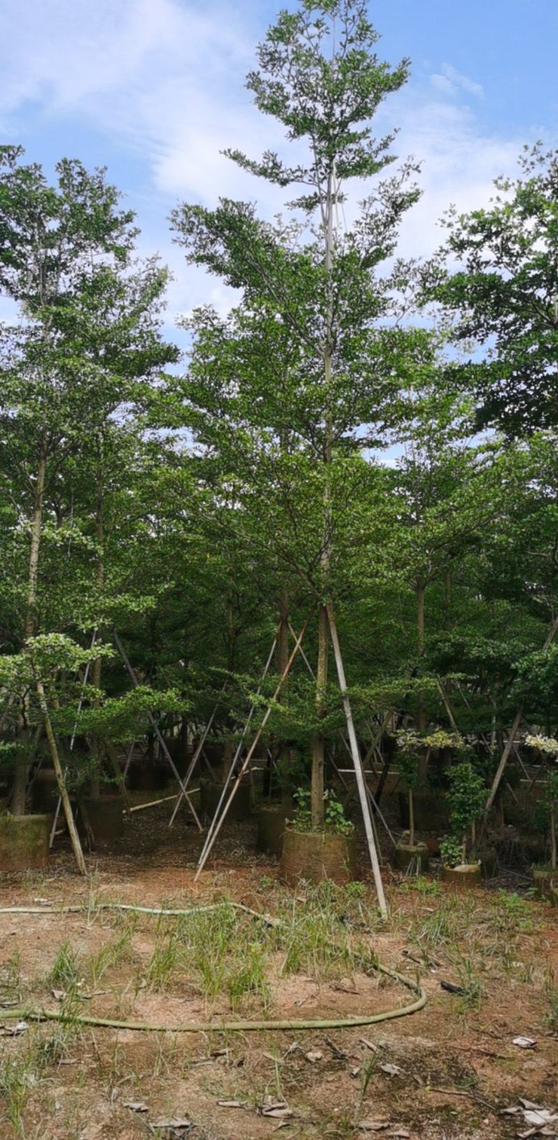 广东大量出售全冠榄仁10公分大量现货有须联系