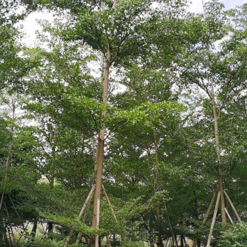 广东大量出售全冠榄仁10公分大量现货有须联系