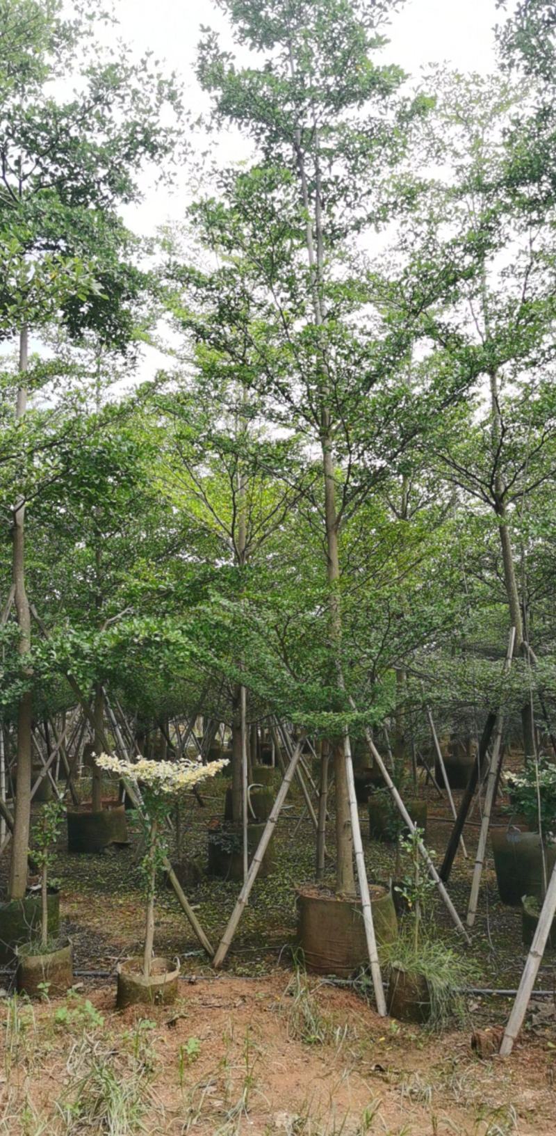 广东大量出售全冠榄仁10公分大量现货有须联系