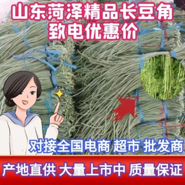 长豆角，精品长豆角，大量上市产地直供欢迎新老客户前来