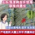 长豆角，精品长豆角，大量上市产地直供欢迎新老客户前来