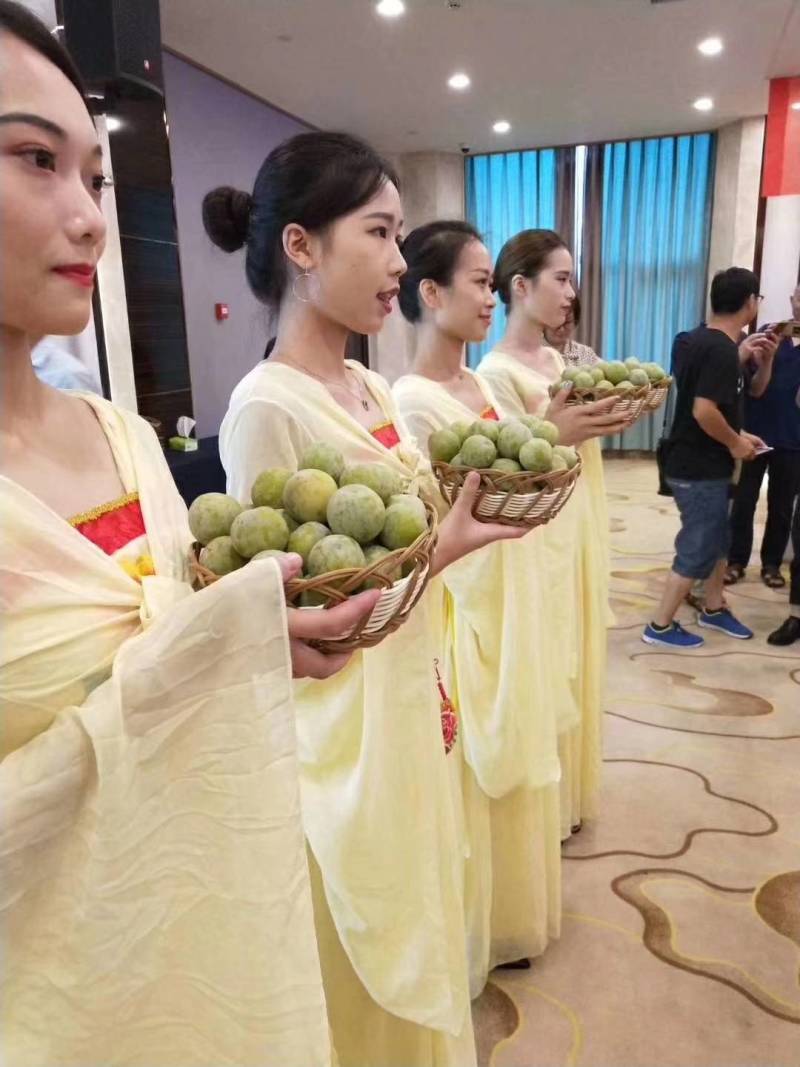 青脆李巫山脆李万亩基地果园直供直销