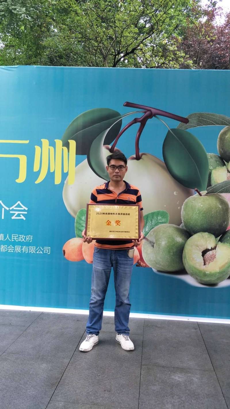 青脆李巫山脆李万亩基地果园直供直销