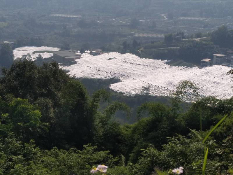 青脆李巫山脆李万亩基地果园直供直销