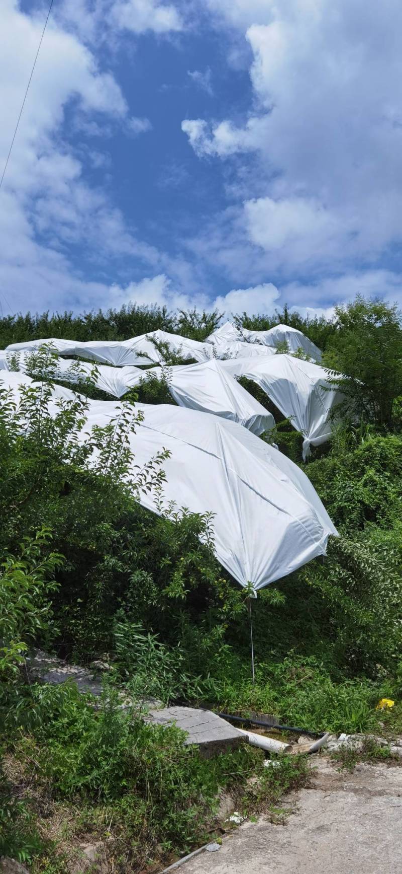 青脆李巫山脆李万亩基地果园直供直销
