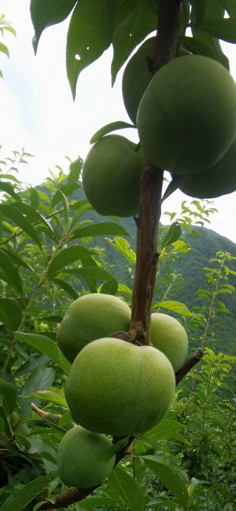 青脆李巫山脆李万亩基地果园直供直销